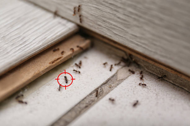 Best Pest Control Near Me in Cape Canaveral, FL