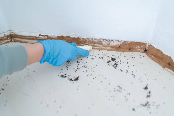 Best Wasp Removal Services  in Cape Canaveral, FL